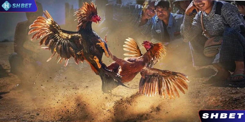 Nhận diện kê đơn giản với những đặc điểm vô cùng đặc biệt